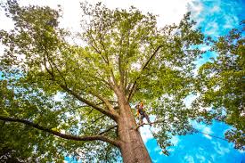 Best Commercial Tree Services  in Santa Ana, CA
