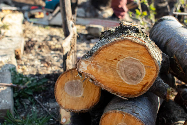 How Our Tree Care Process Works  in  Santa Ana, CA