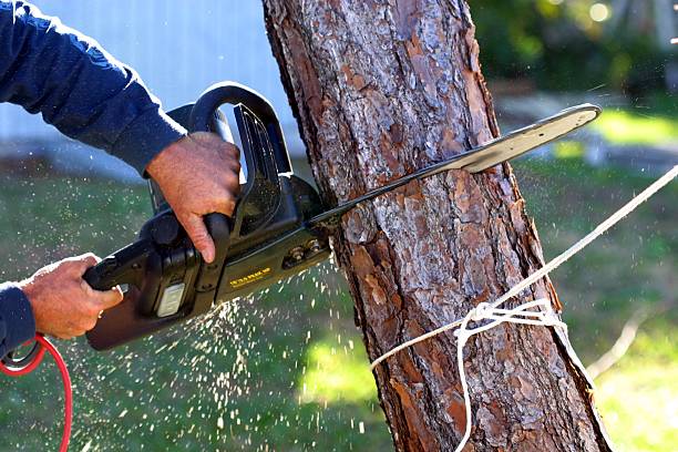Best Fruit Tree Pruning  in Santa Ana, CA