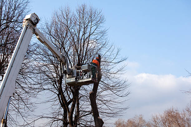 Best Root Management and Removal  in Santa Ana, CA