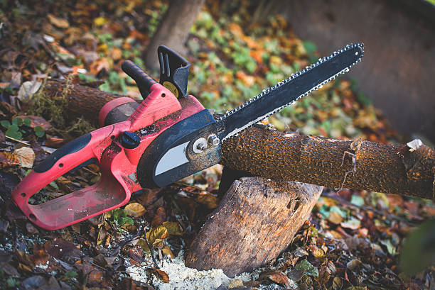 Best Tree Risk Assessment  in Santa Ana, CA